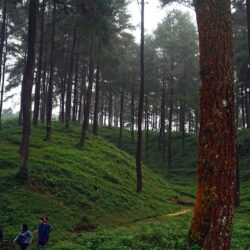 Wisata Alam Hutan Pinus Limpakuwus – Explore the Natural Beauty Surrounded by Pine Trees