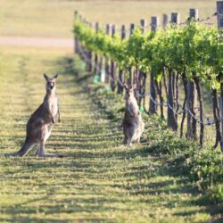 Wisata ke Sydney Australia: Temukan Pesona Kota Hiburan Paling Terkenal di Negara Kanguru
