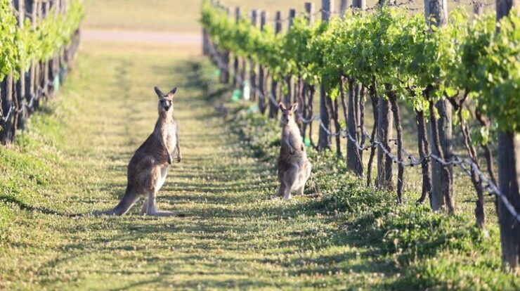 Wisata ke Sydney Australia: Temukan Pesona Kota Hiburan Paling Terkenal di Negara Kanguru