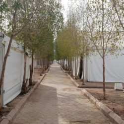 Kisah “Pohon Soekarno” di Arab Saudi yang Jadi Simbol Persahabatan Indonesia–Saudi