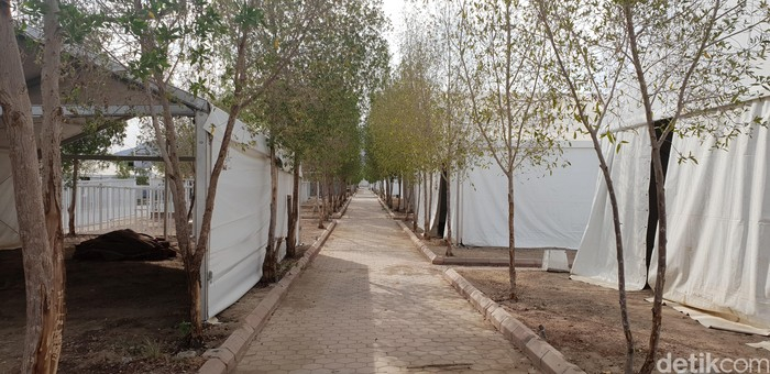 Kisah “Pohon Soekarno” di Arab Saudi yang Jadi Simbol Persahabatan Indonesia–Saudi